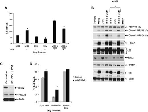 Figure 3. Excess dNTP reverses synergy between MI-63 and dFdC. (A) Granta-519 cells were incubated with vehicle, 5μM MI-63, 10nM dFdC (GEM), or both agents simultaneously for 24 hours, either without or with exogenous dNTPs at 50μM. Cell death was then determined by flow cytometry using annexin-V and TO-PRO-3 staining relative to the vehicle control. Each panel provides representative data from 1 of 3 independent experiments. An unpaired t test was performed comparing cells to which dNTPs had been added to those exposed to drug alone; *P < .05. (B) Cellular lysates were probed for PARP, HDM-2, p53, RRM2, RRM2B, and p21, as well as β-actin as a loading control. (C) REC-1 cells were infected with Lentiviral particles carrying a scrambled sequence shRNA or an shRNA targeting RRM2, and stable cell lines were generated by drug selection. Cellular lysates were then probed for their content of RRM2, RRM2B, and β-actin as a loading control. (D) REC-1 shRNA cells were incubated with vehicle, 5μM MI-63, 10nM dFdC, or both agents simultaneously for 24 hours, and the proportion of cells undergoing apoptosis was determined by flow cytometry using annexin-V and TO-PRO-3. Statistically significant differences are defined as *P < .05.