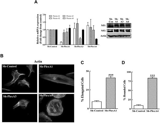 Figure 1. Silencing type-A plexins in HUVECs with shRNAs induces plexin specific morphologic effects. (A) The expression levels of the mRNAs encoding type-A plexins were determined in HUVECs infected with nontargeting shRNA (sh-control) and in HUVECs in which the expression of plexin-A1 (sh-plexA1), plexin-A3 (sh-plexA3), or plexin-A4 (sh-plexA4) was silenced with specific shRNAs using real-time quantitative PCR (left panel). Neuropilin levels were also determined in cell lysates using Western blot analysis (right panel). (B) HUVECs expressing sh-control or different sh-plexins as indicated were stained with fluorescent phalloidin as described in “Immunocytochemistry” and photographed. (C-D) The percentage of the HUVECs which changed their morphology after the silencing of Plexin-A1 or Plexin-A4 was determined. Cells in 6 microscopic fields (∼ 300 cells) were photographed and scored using a phase contrast microscope at 20× magnification.
