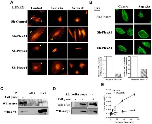 Figure 2. Both plexin-A1 and plexin-A4 are required for sema3A-induced cell contraction. (A) HUVECs expressing sh-control or sh-plexins were incubated for 15 minutes with conditioned medium derived from HEK293 cells infected with lentivirus expression vector (control) or with lentiviruses directing expression of sema3A (sema3A), or sema3E (sema3E). Cells were fixed and stained for the intracellular distribution of vinculin (arrows). (B) U87MG cells expressing sh-plexA1 or sh-plexA4 (bottom) were incubated with control or sema3A containing conditioned medium for 15 minutes. Actin filaments were then visualized using fluorescent phalloidin (top). (C-D) PAE cells coexpressing myc tagged plexin-A1 and neuropilin-115 were infected with a lentivirus directing expression of V5 tagged plexin-A4. The infected cells were lysed, (C) plexin-A4 was immunoprecipitated using anti-V5 antibody, and the lysates examined for the presence of plexin-A1 using anti-myc antibody. (D) Plexin-A1 was immunoprecipitated from cell lysates using anti-myc antibody and the presence of plexin-A4 in the lysates was examined using an anti-V5 antibody. Immunoprecipitation with an anti-HA antibody was performed as a negative control. Shown is a representative experiment of 3 that gave similar results. (E) ELISA assay using the extra-cellular HIS-tagged human plexin-A4 coated wells and increased concentrations of the extra-cellular FC-tagged mouse plexin-A1.
