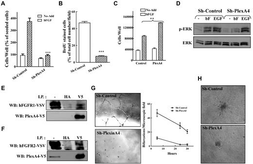 Figure 3. Plexin-A4 modulates bFGF-induced signal transduction. (A) HUVEC expressing sh-control or sh-plexA4 were seeded in gelatin coated 24 well dishes and the number of attached cells determined as described. BFGF (5 ng/mL) was then added and number of attached cells was determined again after 3 days as described. The average of 3 independent experiments each of which was done in triplicates is shown. (B) Incorporation of BrdU into the DNA of HUVECs infected with lentiviruses directing expression of nontargeting shRNA (Sh-Control) or an shRNA targeting plexin-A4 (sh-plexA4) was measured 24 hours after stimulation with bFGF. The number of microscopic fields photographed and counted was 5 and 7 for sh-control, and sh-plexA4, respectively. Shown is a representative experiment of 2 experiments that produced similar results. (C) HUVECs ectopically expressing plexin-A4 or control cells infected with an empty lentiviral expression vector (Control) were seeded in 24 well dishes (2 × 104 cells/well) in the presence or absence of bFGF (5 ng/mL). After 3 days adherent cells were detached and counted in a coulter counter. Shown is one representative experiment of 3 that gave similar results. (D) HUVECs expressing a nontargeting shRNA (sh-control) or HUVECs expressing a plexin-A4 targeting shRNA (sh-plexA4) were stimulated with bFGF (5 ng/mL) or EGF (50 ng/mL). After 10 minutes at room temperature the cells were lysed and ERK1/2 phosphorylation determined using Western blot analysis. Shown is one representative experiment of 3 that gave similar results. (E-F) A full-length human plexin-A4 was fused to a c-terminal V5 tag and expressed along with FGFR-1/VSV (E) or FGFR-2/VSV (F) in PAE cells. The cells were lysed and immunoprecipitation was performed using anti-V5 or anti-HA antibodies used as negative controls. Precipitates were subjected to Western blot analysis using antibodies directed against VSV. Blots were then stripped and reprobed with an anti-V5 antibody. (G) HUVEC expressing sh-plexA4 or sh-control were seeded (1.2 × 104 cells/well) on top of Matrigel. Tube formation and quantification of bifurcations in the tubular network formed were assessed at various time points. Shown is one representative experiment of 3 that gave similar results. (H) Spheroids (500 cells/spheroid) containing HUVECs expressing control or a plexin-A4 targeting shRNA were seeded in collagen and stimulated to sprout with 5 ng/mL bFGF. Shown are representative pictures of sprouting spheroids taken after 24 hours.