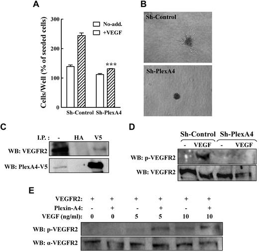 Figure 4. Plexin-A4 modulates VEGF-induced signaling mediated by the VEGFR-2 receptor. (A) HUVECs expressing a nontargeting shRNA (sh-control) or HUVECs in which plexin-A4 expression was silenced (sh-plexA4) were stimulated with VEGF (10 ng/mL) as described. Adherent cells were counted after 3 days. The average of 3 independent experiments each of which was done in triplicates is shown. (B) Spheroids (500 cells/spheroid) containing HUVECs expressing a control shRNA (sh-control) or HUVECs silenced for plexin-A4 expression (sh-plexA4) were seeded in collagen and stimulated to sprout with 50 ng/mL VEGF. Shown are representative pictures of sprouting spheroids taken after 24 hours. (C) The full-length human plexin-A4 cDNA was fused to a c-terminal V5 tag and coexpressed with the VEGFR-2 cDNA in PAE cells. The cells were lysed and immunoprecipitation was performed using anti-V5 antibodies or anti-HA antibodies used as a negative control. Precipitates were subjected to Western blot analysis using antibodies directed against VEGFR-2. Blots were then stripped and reprobed with an anti-V5 antibody. (D) HUVECs expressing a nontargeting shRNA (sh-control) or an shRNA targeting plexin-A4 (sh-plexA4) were incubated with or without VEGF (10 ng/mL) at room temperature as indicated. After 10 minutes the cells were lysed, and subjected to Western blot analysis using an antibody against the phosphorylated Y-1175 residue of VEGFR-2. Blots were then stripped and reprobed with an antibody directed against VEGFR-2. (E) Confluent 6-well dishes containing PAE cells expressing VEGFR-2 and either plexin-A4-V5 or control vector were stimulated with increasing concentrations of VEGF as indicated. Cell extracts were analyzed by Western blot using an antibody directed against the phosphorylated Y-1175 residue of VEGFR-2. The membrane was subsequently stripped and probed with an antibody directed against VEGFR-2 to assess total VEGFR-2 levels in the extracts. All the experiments were repeated independently at least 3 times with similar results.
