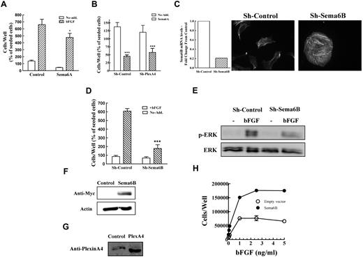 Figure 5. Inhibition of sema6B expression in HUVECs mimics the effects of plexin-A4 silencing. (A) HUVECs were seeded and after 4 hours the medium was exchanged with conditioned medium derived from HEK293 cells transfected with empty expression vector (control) or conditioned medium from HEK293 cells expressing the sema6A extracellular domain tagged with an Fc tag (sema6A-Fc). bFGF (5ng/mL) was then added or not. The number of adherent cells was then determined as described. The average of 2 independent experiments each of which was done in triplicates is shown. (B) The effect of sema6A-Fc on the survival of HUVECs expressing the sh-control or sh-plexA4 was determined as described without the stimulation of bFGF. (C) The expression of sema6B mRNA in HUVECs infected with lentiviruses expressing control shRNA or a sema6B targeting shRNA was determined using real time PCR (left). The actin cytoskeleton of control and sema6B silenced cells was visualized with fluorescent phalloidin (right). (D) HUVECs expressing control shRNA or sema6B shRNA were seeded in 24 well dishes in the presence or absence of bFGF (5 ng/mL). After 3 days adherent cells were detached and counted. Hundred percent represents the number of adherent cells/well as counted 4 hours after seeding. The average of 2 independent experiments each of which was done in triplicates is shown. (E) HUVECs expressing sh-control or sh-sema6B were stimulated with bFGF (5 ng/mL) for 10 minutes at room temperature. The cells were lysed and ERK1/2 phosphorylation was determined using Western blot analysis. Shown is a representative experiment of 3 performed with similar results. (F) Expression of sema6B was determined in western blots prepared from cell lysates of BHK-21 cells expressing a control plasmid or cells over-expressing myc-tagged sema6B using an antibody directed against myc. (G) Expression of plexin-A4 was determined in western blots prepared from cell lysates of parental BHK-21 cells or cells over-expressing recombinant plexin-A4 using an antibody directed against plexin-A4. (H) BHK-21 cells over-expressing recombinant sema6B or control cells infected with an empty expression vector were seeded in triplicates in 24-well dishes (2 × 104 cells/well) in the presence or absence of increasing concentrations of bFGF. After 3 days adherent cells were detached and counted in a coulter counter. Shown is a representative experiment of 3 performed with similar results.