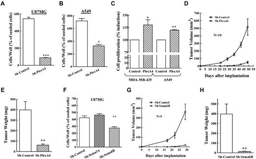 Figure 6. Inhibition of plexin-A4 expression in cancer cells inhibits their proliferation and the tumor forming ability of U87MG glioma cells. (A-B) U87MG or A549 cells were infected with lentiviruses directing expression of sh-control or sh-plexA4. The cells were then seeded at a concentration of 2 × 104 cells/well in 24-well dishes. The number of adherent cells in each well was determined after 3 days as described. The average of 3 independent experiments each of which was done in triplicates is shown. (C) MDA-MB-435 or A549 tumor cells were infected with an empty lentiviral expression vector or with lentiviruses directing expression of plexin-A4. The proliferation of the cells was then determined as described. The average ratio between cell density on days 3 and 0 of control cells determined in 3 independent experiments was designated as 100% and compared with the same ratio determined in silenced cells. Each column represents the average of 3 independent experiments. (D) The development of tumors derived from U87MG cells silenced for plexin-A4 expression (sh-plexA4) was compared with the development of tumors derived from control cells expressing a nontargeting shRNA (sh-control). (E) At the end of the experiment tumors were excised and weighed. Shown is a representative experiment. The experiment was repeated twice with similar results. (F) U87MG cells expressing a control shRNA (sh-control) or shRNAs targeting sema3A (sh-sema3A) or sema6B (sh-sema6B) were seeded in 24 well dishes and their proliferation examined as described in “Methods.” The average of 2 independent experiments each of which was done in triplicates is shown. (G) The development of tumors derived from U87MG cells silenced for sema-6B expression (sh-sema6B) was compared with the development of tumors derived from control cells expressing a nontargeting shRNA (sh-control). (H) At the end of the experiment tumors were excised and weighed.
