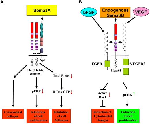 Figure 7. A model describing the suggested effect of plexin-A4 on signal transduction induced by selected semaphorins and growth factors in endothelial cells. Our results suggest that plexin-A4 transduces or modulates the transduction of diverse signals. (A) Plexin-A4 forms a tripartite complex with plexin-A1 and neuropilin-1. This complex transduces growth inhibitory signals of sema3A that inhibit ERK1/2 phosphorylation as well as signals that result in inhibition of cell adhesion and affect the organization of the cytoskeleton as a result of the activation of the GAP domain of these plexins (reviewed in Neufeld and Kessler17). (B) Plexin-A4 is also able to form complexes with the FGF receptors FGFR1 and FGFR2 and with the VEGF receptor VEGFR-2. This association enhances bFGF and VEGF-induced signal transduction mediated by their respective tyrosine-kinase receptors. In addition, our results suggest that plexin-A4 transduces pro-proliferative signals induced by sema6B. Lastly, when the expression of plexin-A4 in endothelial cells is inhibited we find that the cells undergo profound changes in the organization of their cytoskeleton that are accompanied by changes in the activation state of Rac-1, suggesting that signals transduced by plexin-A4 are important for the maintenance of the correct organization of the cytoskeleton of the endothelial cells.