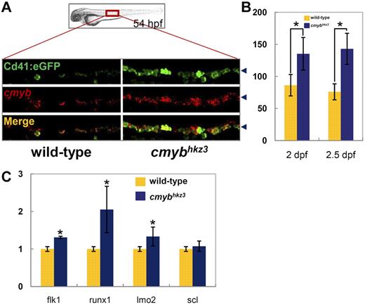 Figure 1. Accumulation of HSPCs in the VDA of cmybhkz3 mutants. (A-B) Excessive Cd41-eGFP+ cells accumulated in the VDA of cmybhkz3 mutants. Double staining of Cd41:eGFP protein (top panel) and cmyb RNA (middle panel) in 54-hpf siblings (left panel) and cmybhkz3 mutant embryos (right panel) of cmybhkz3/Tg(cd41:eGFP) transgenic lines (A). The bottom panel shows merged images. Blue arrowheads in panel A indicate the signal position in the VDA region. Quantification of Cd41-eGFP–positive cells in the VDA region in siblings (yellow columns) and cmybhkz3 mutant embryos (blue columns) of cmybhkz3/Tg(cd41:eGFP) transgenic lines at 2 dpf (left columns) and 2.5 dpf (right columns; B). Units on the y-axis represent eGFP-positive cell numbers (n ≥ 5, mean ± SD). Asterisks indicate statistical difference with corresponding sibling (t test, P < .05). (C) Quantitative RT-PCR of expression of endothelium and HSPC specific genes in trunk of wild-type (yellow columns) and cmybhkz3 embryos (blue columns) at 2 dpf. Expression level was normalized with β-actin expression.