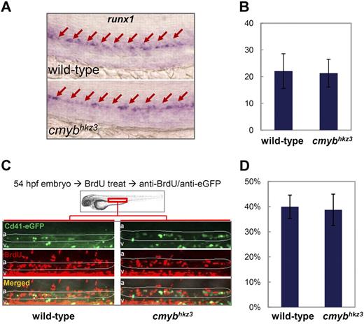 Figure 2. Accumulation of Cd41-eGFP+ HSPCs in cmybhkz3 mutants is not caused by enhanced HSPC formation or proliferation. (A) WISH of runx1 expression in the VDA region in the 30-hpf sibling (top panel) and cmybhkz3 mutant (bottom panel) embryos. Arrows identify runx1-positive cells in the VDA. (B) Counts of runx1-positive cell in 30-hpf sibling and cmybhkz3 mutant embryos (n ≥ 6, mean ± SD). (C) Profiling of BrdU incorporation by VDA Cd41-eGFP+ cells in cmybhkz3/Tg(cd41:eGFP) mutants and their siblings by double staining of BrdU and cd41:eGFP. Green indicates eGFP; red, BrdU; a, aorta; and v, vein. Circled (white) regions are the VDA regions. (D) Statistical data showing the percentage of VDA localized Cd41+ HSPCs that incorporate BrdU (n ≥ 7, mean ± SD).