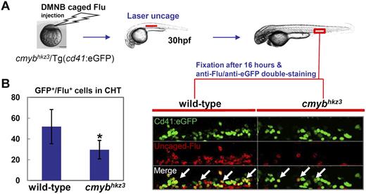 Figure 3. VDA-derived Cd41-eGFP+ HSPCs are impaired in populating the CHT in cmybhkz3 mutants. (A) The cmybhkz3/Tg(cd41:eGFP) embryos were injected with DMNB-caged Flu at 1-cell stage. The aortic floor, where Cd41-eGFP+ HSPCs will later derive, was labeled by exposure to a pulse flash of UV at 30 hpf. (B) Emergence of eGFP/Flu double-positive cells (right panel, white arrows indicated) were scored and quantified in the CHT 16 hours after UV exposure (left panel). Representative figure was shown in the right panel (eGFP, green; uncaged-Flu, red). Units on the y-axis represent the average number of eGFP/Flu double-positive cells (n ≥ 9, mean ± SD). An asterisk indicates significant difference with sibling (t test, P < .05).