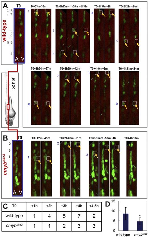 Figure 4. Accumulation of Cd41-eGFP+ HSPCs in cmybhkz3 mutants results from crippled egress of HSPCs from the VDA. (A-B) Still image sequence extracted from confocal microscopic recording of red boxed VDA area in cmybhkz3/Tg(cd41:eGFP) mutant embryo (B) and sibling (A) between 50 and 60 hpf in each 3-minute interval. Corresponding movies for panels A and B are shown in supplemental Videos 1 and 2, respectively. T0 is the still confocal image taken at the beginning of imaging with black number indicating cells eventually undergoing egress within the recording period. Numbered HSPCs (yellow arrows) were released into circulation at time points indicated above each panel. A, aorta; V, vein. (C) A corresponding summary of the sequence of cells exiting from the VDA in sibling (A) and cmybhkz3 mutant (B). (D) Quantification of the numbers of Cd41-eGFP+ HSPCs exiting from the VDA in a 5-hour recording period in 2- to 2.5-hpf embryos (n = 5, mean ± SD). An asterisk indicates significant difference with wild type (t test, P < .05).
