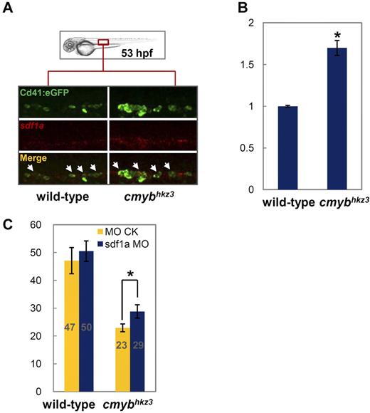 Figure 5. cMyb regulates HSPC migration through modulating Sdf1a level. (A) Double staining of Cd41:eGFP protein (top panel) and sdf1a RNA (middle panels) in 53-hpf siblings (left panel) and cmybhkz3 mutant embryos (right panel) of cmybhkz3/Tg(cd41:eGFP) (representative figures). The bottom panels show merged images. (B) Quantitative RT-PCR for sdf1a gene expression in purified Cd41-eGFP+ cells from the VDA region of cmybhkz3/Tg(cd41:eGFP) mutants and siblings. Units on the y-axis represent the relative fold change of sdf1a expression in siblings and cmybhkz3 mutant embryos. Expression level was normalized with β-actin expression. Error bars, SD. (C) HSPC migratory defect in cmybhkz3 was rescued by sdf1a MO knockdown. cmybhkz3/Tg(cd41:eGFP) mutant and sibling embryos were injected with sdf1a MO plus DMNB-caged Flu (blue columns) or control MO plus DMNB-caged Flu (yellow columns) at 1-cell stage and cells in the aortic floor were then labeled through photoactivation. Emergence of eGFP/Flu double-positive cells in the CHT (gray numbers in each column) were scored and quantified 16 hours after photoactivation. Units on the y-axis represent the average number of eGFP/Flu double-positive cell per embryo (n ≥ 19, mean ± SE). An asterisk indicates a statistics significant increase of the number of eGFP/Flu double-positive cells migrated to the CHT in cmybhkz3 mutants injected with sdf1a MO compared with cmybhkz3 mutants injected with control MO (t test, P < .05).