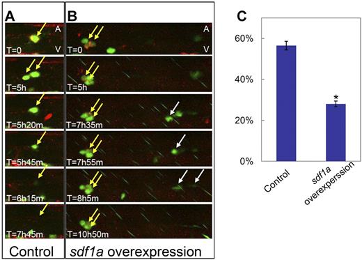 Figure 6. Sdf1a overexpression can retain HSPCs in the VDA. (A-B) Still image sequences extracted from time-lapse confocal microscopic recording of the VDA region of Tg(cd41:eGFP) embryos mosaicly expressing mCherry alone (A control) and mCherry plus Sdf1a (B Sdf1a overexpression). The corresponding videos were shown in supplemental Video 3 (control) and supplemental Video 4 (Sdf1a overexpression). Yellow arrows identify the VDA localized Cd41-eGFP+/mCherry+ HSPCs that are trapped in Sdf1a overexpression embryos (B) but released in control embryos (A). Of note, in Sdf1a overexpression embryos (B), Cd41-eGFP+ HSPCs without Sdf1a overexpression were also released from the VDA (white arrows). (C) Quantification of the percentage of exited Cd41-eGFP+/mCherry+ cells in Tg(cd41:eGFP) embryos mosaicly overexpressing mCherry plus sdf1a (Sdf1a overexpression) and mCherry alone (control) in a 12-hour recording (n ≥ 19, mean ± SD). An asterisk indicates a statistical differences with embryos mosaicly overexpressing mCherry alone (t test, P < .05).