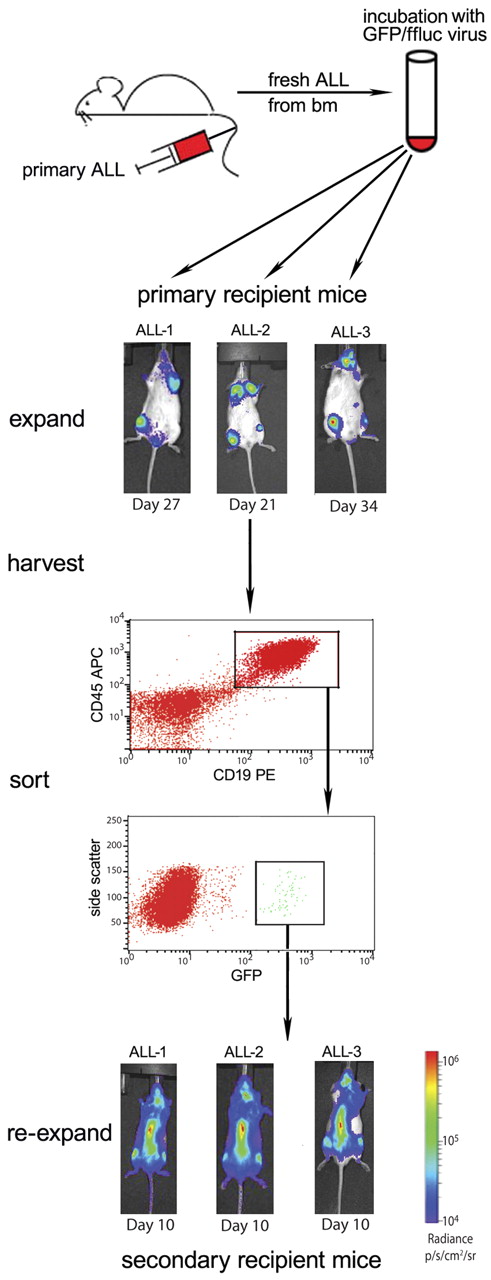 Figure 1. Our strategy to generate stable ffluc+ primary ALL samples. Bulk transduction of primary patient ALL, freshly obtained from NSG mouse bone marrow, via lentivirus results in low-level GFP/ffluc expression, which can be purified by flow sorting. Three primary patient ALL samples (ALL-1, ALL-2, and ALL-3) were harvested from moribund NSG mice, transduced overnight, and viable cells injected into primary recipients via tail vein. All 3 samples engrafted with a small GFP+ population, which was then purified using the gating strategy shown (sample ALL-1 sorting is shown). This enrichment results in stable, > 99% bioluminescent primary ALL with resultant early detection and evenly disseminated disease in secondary (shown in bottom panels) and later recipient mice.