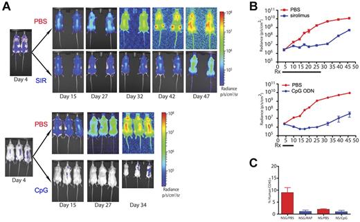 Figure 3. Bioluminescence enables the visualization and quantification of therapeutic responses of primary ALL significantly earlier than other measurable parameters. (A) Intensity maps of total body disease developing over time in NSG mice treated with sirolimus (SIR) for 24 days (top panels) or in NOD/SCID mice treated with CpG ODN (CpG) over 8 days (bottom panels). Untreated (PBS) controls for both strains are shown. Results obtained with patient sample ALL-1 are shown. (B) Graphs with quantification of the bioluminescent ALL responses over time shown in panel A to treatment with sirolimus (top panel) or CpG ODN (bottom panel). (C) Flow cytometric evaluation of peripheral blood ALL burden at day 45 in the control, sirolimus-treated, and CpG ODN-treated mice shown in panels A and B. Overall, this experiment is not designed to compare the treatment strategies but rather to demonstrate the additional detail of ALL treatment response revealed by bioluminescent imaging.
