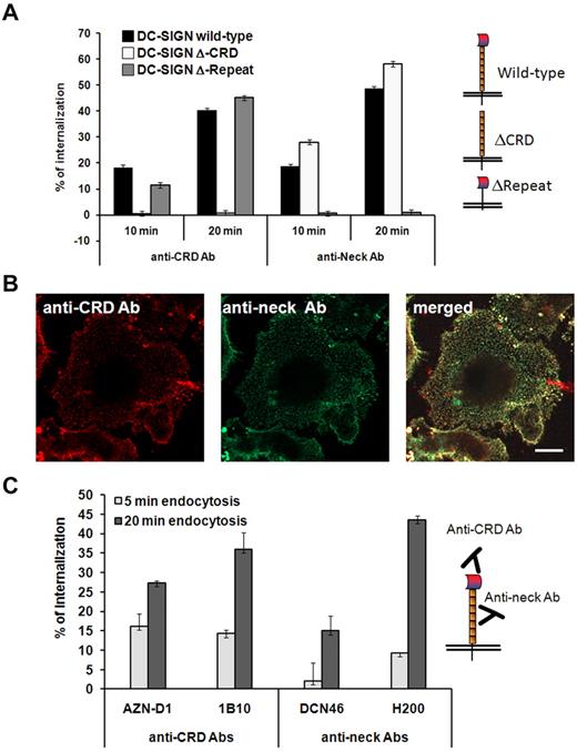 Figure 1. Binding of antibodies to DC-SIGN neck region triggers endocytosis. (A) CHO cells stably transfected with wild-type DC-SIGN or DC-SIGN lacking the neck (ΔRepeat) or lacking the CRD (ΔCRD) were incubated with anti-CRD (AZN-D1) or anti-neck (H200) antibody at 4°C, washed, and incubated for 10 or 20 minutes at 37°C to induce endocytosis. Cells were analyzed by flow cytometry, and the percentage of internalization was calculated. (B) Steady-state confocal microscopy image of immature DCs labeled with antineck (H200, green) and anti-CRD (AZN-D1, red) antibodies. Both antibodies label the same DC-SIGN molecules on one representative cell of several images from 2 experiments. Scale bar represents 5 μm. (C) Anti-neck and anti-CRD antibody internalization by immature DCs after 5 or 20 minutes at 37°C. Experiments were performed in triplicate, and 1 representative experiment of 3 is shown. Data represent mean ± SD.