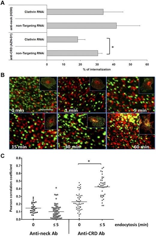 Figure 2. Endocytosis via DC-SIGN neck domain is clathrin-independent. (A) Clathrin or control siRNA knockdown immature DCs were incubated with anti-CRD (AZN-D1) or anti-neck (H200) antibody, and endocytosis was induced. Cells were analyzed by flow cytometry, and the percentage of internalization was determined. Experiments were performed in triplicate. Data represent mean values of 3 independent experiments ± SD. *P < .02. For H200: P > 0.5 (unpaired t test). (B) Immature DCs were incubated with antineck antibody (green) at 4°C, washed, and either kept on ice (steady state, 0 minutes) or shifted to 37°C for the indicated time points to trigger endocytosis. After fixation and permeabilization, clathrin was labeled (red), and the samples were analyzed by confocal microscopy. The pictures are enlarged areas taken from the cells shown in the small insets. Scale bar represents 2 μm. (C) Pearson colocalization coefficient plot of anti-CRD or anti-neck antibodies and clathrin of multiple cells in steady state (0 minutes) and after triggering endocytosis (≤ 5 minutes). One representative experiment of 3 is shown. *P < .01 (t test).