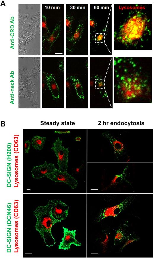 Figure 3. Endocytosis via DC-SIGN neck domain leads to decreased routing to the lysosomal compartments. (A) Immature DCs were incubated with Alexa488-conjugated anti-CRD or anti-neck antibodies (green) at 4°C, washed, labeled with Lysotracker to stain the lysosomes (red), and shifted at 37°C to trigger endocytosis. Cells were analyzed by time-lapse confocal microscopy. Snapshots were taken at the indicated time points. Images represent one focal plane in the middle of the cell body. Representative cells from multiple experiments are shown. Scale bar represents 10 μm. (B) Immature DCs were incubated with antineck antibody H200 or DCN46 (green) at 4°C, washed, and shifted to 37°C for 2 hours. After fixation and permeabilization, the CD63+ lysosomal compartment (red) was labeled, and the samples were analyzed by confocal microscopy. Note that, at the 2-hour time point, only intracellular molecules are visualized because extracellular membrane-bound antibodies were removed by acid-strip treatment of cells before fixation. Scale bars represent 10 μm.