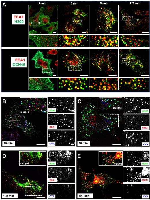 Figure 4. Triggering DC-SIGN neck domain leads to a prolonged localization of the antigen in early endosomes and MHC class I compartments. (A) Immature DCs were incubated with anti-neck antibodies H200 or DCN46 (green) at 4°C, washed, and shifted at 37°C for the indicated time points. Cells (except for t = 0 samples) were acid-strip treated to remove extracellular membrane-bound antibodies, fixed, permeabilized, stained with anti-EEA-1 antibody (red), and analyzed by confocal microscopy. Representative images from at least 3 different experiments are shown. Scale bars represent 10 μm. Immature DCs were incubated with antineck antibody H200 (green) and OVA-Alexa647 (blue) at 4°C, and then treated as in panel A. After acid-strip, fixation, and permeabilization, the samples were stained with anti-EEA-1 (B,D) or anti-MHC-I (C,E) antibodies (red) and analyzed by confocal microscopy. Representative images from 2 independent experiments are shown. Scale bars represent 10 μm.