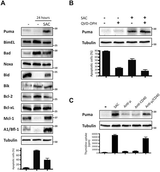 Figure 1. Expression of Puma was up-regulated in activated human B cells. (A) Human purified tonsillar B lymphocytes (2 × 106 cells/mL) were left untreated or stimulated with mitogenic doses of the S aureus Cowan 1 strain (pansorbin: SAC; 1/10 000) for 24 hours. Expression levels of various Bcl-2 family proteins and tubulin (loading control) were analyzed by immunoblotting. The percentages of apoptotic cells were determined by flow cytometric analysis. Data represent mean (± SEM; B). Human purified tonsillar B lymphocytes (2 × 106 cells/mL) were stimulated with SAC (1/10 000) in the presence or absence of the broad-spectrum caspase inhibitor QVD-OPH (10nM) to prevent apoptosis. Expression levels of Puma and tubulin (loading control) were evaluated by immunoblotting. The percentages of apoptotic cells were determined by flow cytometric analysis. Data represent mean (± SEM). (C) Human purified tonsillar B lymphocytes (2 × 106 cells/mL) were stimulated for 24 hours in the presence or absence of SAC (1/10 000), or anti–human μ antibodies (10 μg/mL) or anti–human CD40 antibodies (5 μg/mL) either by themselves or in combination. Expression levels of Puma and tubulin (loading control) were analyzed by immunoblotting. DNA synthesis was quantified by measuring incorporation of 3H-thymidine during the last 16 hours of culture. Results are representative of 4 independent experiments.