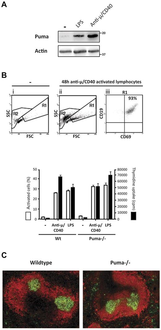 Figure 3. Puma was not required for B-cell activation. (A) Wild-type splenic B cells (2 × 106 cells/mL) were cultured for 48 hours in the presence or absence of LPS (10 μg/mL), or Fab'2 anti–mouse μ antibody fragments (10 μg/mL) plus anti–mouse CD40 antibodies (5 μg/mL). Expression levels of Puma and tubulin (loading control) were assessed by immunoblotting. (B) Splenic B cells (2 × 106 cells/mL) from wild-type mice were either left untreated or stimulated with Fab'2 anti–mouse μ antibody fragments (10 μg/mL) plus anti–mouse CD40 antibodies (5 μg/mL) for 48 hours. Cells were then labeled with FITC–anti-CD69 and PE–anti-CD19 antibodies and analyzed by flow cytometry. Enlarged activated B cells (R1) with increased forward scatter (FSC) were quantified by flow cytometric analysis and CD19+/CD69+ cells were quantified within the R1 fraction. (C) Splenic B cells (2 × 106 cells/mL) from wild-type (Wt) or Puma-deficient (Puma−/−) mice were either left untreated or stimulated with LPS (10 μg/mL) or the combination of Fab'2 anti–mouse μ antibody fragments (10 μg/mL) plus anti–mouse CD40 antibodies (5 μg/mL) for 48 hours. The percentages of activated B cells were determined by flow cytometric analysis and B-cell proliferation was quantified by measuring 3H-thymidine incorporation into cellular DNA during the last 16 hours of culture. Data represent mean (± SEM). (D) Frozen spleen sections from wild-type and Puma−/− mice that had been immunized 14 days earlier with 100 μg NP coupled to KLH, were stained with antibodies to B220 to identify follicles (red) and GL7 for germinal centers (green; ×20 magnification). Results are representative of 3 independent experiments.