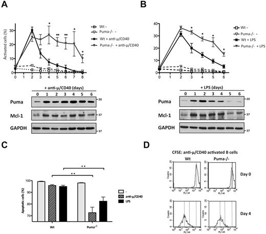 Figure 4. Puma-deficient B cells were more resistant than wild-type B cells to apoptosis on in vitro activation. (A-B) Wild-type and Puma-deficient (Puma−/−) splenic B cells (2 × 106 cells/mL) were stimulated for 8 days in culture by the combination of Fab'2 anti–mouse μ antibody fragments (10 μg/mL) plus anti–mouse CD40 antibodies (5 μg/mL; A) or LPS (10 μg/mL; B). Activated B cells were quantified by flow cytometry (see Figure 3C) from day 2 to day 8. Data represent the mean (± SEM) of n = 6 mice for each genotype. (*P < .05, **P < .01). Expression levels of Puma, Mcl-1, and GAPDH (loading control) proteins were determined by immunoblotting. (C) Wild-type (Wt) and Puma-deficient (Puma−/−) splenic B cells (2 × 106 cells/mL) were stimulated for 6 days by the combination of Fab'2 anti–mouse μ antibody fragments (10 μg/mL) plus anti–mouse CD40 antibodies (5 μg/mL) or LPS (10 μg/mL). The percentages of apoptotic cells were assessed by flow cytometry. Data represent mean (± SEM) of n = 5 mice per genotype. (**P < .01). (D) Wild-type (Wt) and Puma-deficient (Puma−/−) B cells were labeled with CFSE and then stimulated in culture with Fab'2 anti–mouse μ antibody fragments (10 μg/mL) plus anti–mouse CD40 antibodies (5 μg/mL). B-cell proliferation (reflected by dilution of CFSE fluorescence intensity) was assessed by FACS analysis at days 0 and 4 of activation. Results shown are representative of 3 independent experiments.