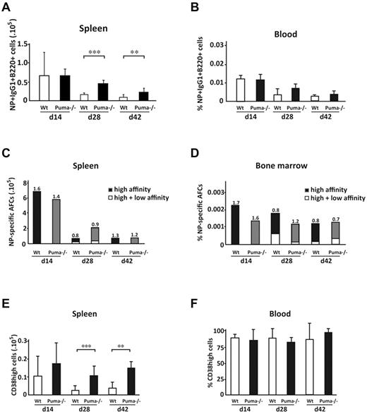 Figure 5. Immunized Puma-deficient mice exhibited more antigen-specific CD38high memory B cells compared with wild-type mice. Wild-type (Wt) and Puma-deficient (Puma−/−) mice were injected intra-peritoneally with 100 μg NP coupled to KLH. After 14, 28, or 42 days, leukocytes were collected from the spleen, blood or bone marrow, then subjected to enumeration of AFCs by ELISPOT or stained with the indicated antibodies and analyzed by flow cytometry. (A-B) Viable IgG1+B220+ (but IgM−IgD−Gr1−Mac1−) B cells that can bind the immunizing hapten NP coupled to the fluorescent protein, allophycocyanin (APC), from spleen (A) and blood (B) were identified by flow cytometry. The total numbers of antigen-specific NP+IgG1+B220+ B cells in the spleen and their percentages in blood are presented in A and B, respectively. Data represent mean (± SD) of n = 3 at d14, n = 7-9 at d28 and at d42, n = 3 mice per genotype. (**P < .01, *** P < .005). (C-D) Frequencies of NP+IgG1+B220+ AFCs in the spleens (C, number) and bone marrow (D, percentage) of wild-type or Puma−/− mice. The total column represents all AFCs (high plus low affinity for NP; ie, binding to NP20) and the high-affinity (antibodies binding to NP2) AFCs are represented by the black portion of the column. Affinity maturation is calculated as the ratio of NP2/NP20 cells and this is indicated at the top of each column. Data represent mean (± SD) of n = 3 at d14, n = 6 at d28, and at d42, n = 3 mice per genotype (P > .05). (E-F) NP+IgG1+B220+ B cells with a memory phenotype (CD38high) were quantified by flow cytometry. The total numbers of memory B cells in the spleens (E) and the percentages of memory B cells in the blood (F) are indicated. Data represent mean (± SD) of n = 3 at d14, n = 4-9 at d28, and at d42, n = 3 mice per genotype. (**P < .01, *** P < .005).