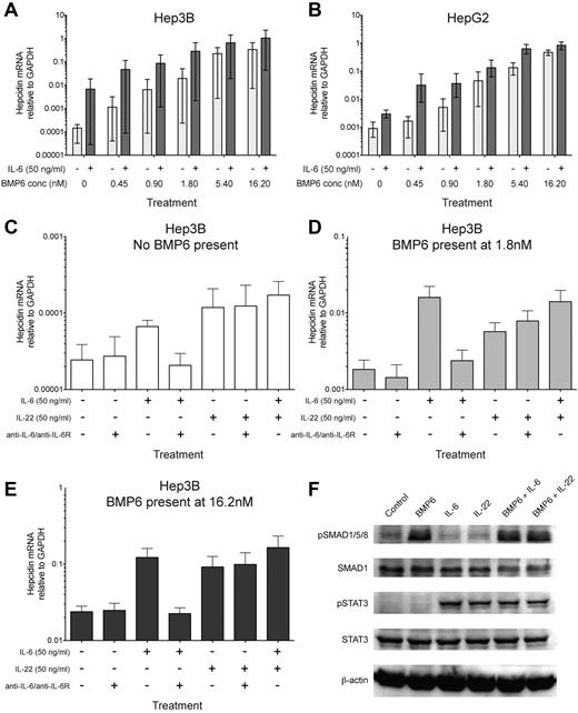 Figure 1. IL-22, like IL-6, synergizes with BMP6 in inducing hepcidin and causes STAT3 phosphorylation in hepatoma cells. (A-B) BMP6 synergises with IL-6 in inducing hepcidin in Hep3B and HepG2 cells. qRT-PCR measurement of hepcidin mRNA expression relative to GAPDH in (A) Hep3B and (B) HepG2 hepatoma cells cultured for 18 hours in serum-free media with a titration of recombinant human BMP6 in the presence (dark gray bars) or absence (light gray bars) of recombinant human IL-6 (50 ng/mL, ∼ 2.4nM). The mean and range of 3 independent experiments are plotted; a significant synergistic effect of IL-6 was observed for both cell types (P < .001, Wilcoxon matched-pairs signed rank test, accounting for each condition from each of the 3 experiments), despite the variation in baseline hepcidin levels between the 3 experiments. (C-E) IL-22 stimulates hepcidin up-regulation in Hep3B cells independently of IL-6. Hepcidin expression relative to GAPDH in Hep3B cells cultured with combinations of recombinant human BMP6 (low and high concentrations, 1.8nM or 16.2nM, respectively), IL-6 (50 ng/mL), IL-22 (50 ng/mL, ∼ 3nM), and a mixture of neutralizing anti–IL-6 and anti–IL-6R antibodies (termed anti-IL6/R, 10 μg/mL each). The effects of IL-6, IL-22, and anti-IL6/R on hepcidin induction in the absence of BMP6, or presence of 1.8nM or 16.2nM BMP6 are shown in panels C through E, respectively. Note that for clarity the ranges of y-axis scales in panels C through E are not identical. (F) Immunoblots of Hep3B cells treated with BMP6 and/or IL-6/IL-22. Immunoblots for phospho-SMAD1/5/8 (pSMAD1/5/8) and phospho-STAT3 (pSTAT3) in Hep3B cell lysates after 40 minutes stimulation with BMP6 (1.8nM) and/or IL-6 (50 ng/mL) or IL-22 (50 ng/mL); equal loading is demonstrated by immunoblotting for SMAD1, STAT3, and β-actin. Data are representative of 3 independent experiments.