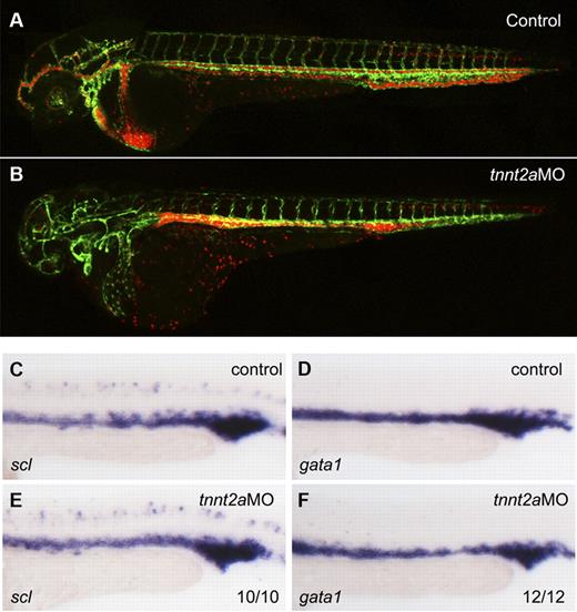 Figure 1. Primitive hematopoiesis is normal in tnnt2a morphants. (A-B) Confocal images of control MO (A) and tnnt2aMO (B) injected flk1:GFP/gata1:dsRed transgenic embryos at 2 dpf. (C-F) scl and gata1 expression in the intermediate cell mass (ICM) was normal in tnnt2a morphants at 24 hpf. Anterior is to the left and dorsal is up.