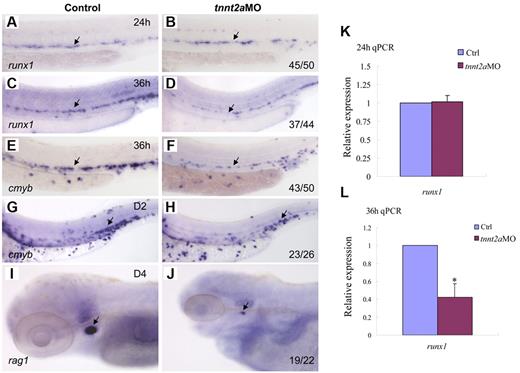 Figure 2. Blood flow is not required for the initiation of HSC gene expression, but is essential for its maintenance in zebrafish. Expression of runx1 and cmyb at 24 and 36 hpf in control MO (A,C,E), tnnt2aMO (B,D,F) injected embryos. Arrows mark runx1 and cmyb expression in HSCs. (G-J) The maintenance and homing of HSCs were affected in tnnt2a morphants. Expression of cmyb in CHT in control MO (G) and tnnt2aMO (H) injected embryos at 2 dpf. Expression of rag1 in thymus in control MO (I) and tnnt2aMO (J) injected embryos at 4 dpf. (G-H) Arrows indicate CHT. (I-J) Arrows indicate thymus. Anterior is to the left and dorsal is up. CHT, caudal hematopoietic tissue. (K,L) Quantitative RT-PCR analysis of runx1 and cmyb expression in the dissected trunk region of control and tnnt2aMO embryos at 24 and 36 hpf (mean ± SD, t test, *P < .05, n = 3).