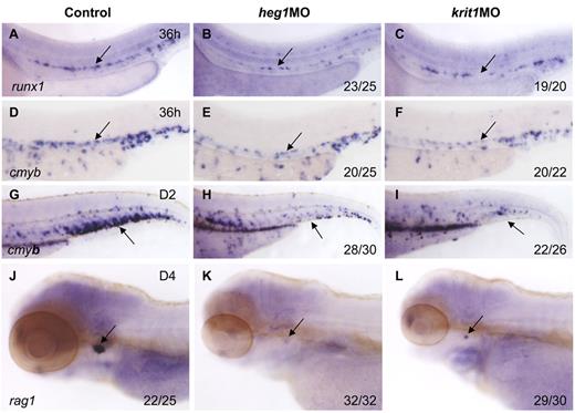 Figure 3. Heart of glass/heg1 and santa/krit1 embryos display similar HSC phenotypes to silent heart embryos. Expression of cmyb (A-C) or runx1 (D-F) in HSCs in the AGM region (A-F) or CHT (G-I) in control MO (A,D,G), heg1MO (B,E,H), and krit1MO (C,F,I) injected embryos. Expression of rag1 in the thymus in control MO (J), heg1MO (K), krit1MO (L) injected embryos. (A-F) Arrows mark AGM HSCs, 36 hpf. (G-I) Arrows mark CHT, 2 dpf. (J-L) Arrows mark T cells, 4 dpf. Anterior is to the left and dorsal is up.
