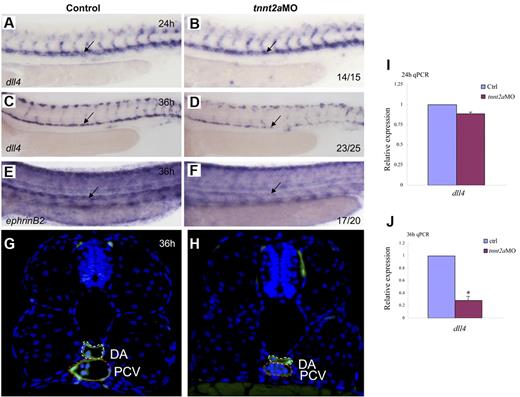Figure 4. Artery maturation is attenuated in tnnt2a morphants. Expression of dll4 (A-D) or ephrinB2 (E,F) in the dorsal aorta in control MO and tnnt2aMO-injected embryos at 24 and 36 hpf, respectively. Anterior is to the left and dorsal is up. (G-H) Transverse section of control MO (G) and tnnt2aMO (H) injected fli1a:GFP embryos at 36 hpf. White dotted line denotes dorsal aorta; red dotted line denotes cardinal vein. (I-J) Quantitative RT-PCR analysis of dll4 expression in the dissected trunk region of control and tnnt2aMO embryos at 24 and 36 hpf, respectively (mean ± SD, t test, *P < .05, n = 3).