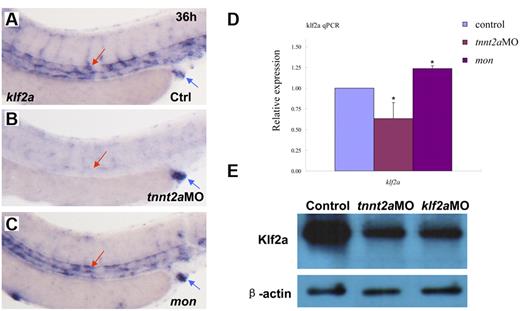 Figure 5. klf2a expression is reduced in tnnt2a morphants, but maintained in moonshine mutants. (A-C) WISH showed that klf2a expression in the trunk region was reduced in the tnnt2aMO-injected embryos, but maintained in moonshine mutants. (D) Quantitative RT-PCR analysis of klf2a expression in the dissected trunk region of control and tnnt2aMO embryos at 24 and 36 hpf, respectively (mean ± SD, t test, *P < .05, n = 3). (E) Western blot showed Klf2a protein was significantly down-regulated in tnnt2a and klf2aMO-injected embryos.
