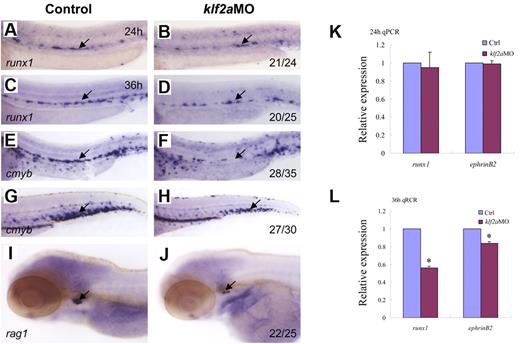 Figure 6. klf2a is downstream of tnnt2a in the regulation of artery maturation and maintenance of HSC programming. Expression of runx1 (A-D) and cmyb (E-H) in HSCs in control MO (A,C,E,G) and klf2aMO (B,D,F,H) embryos at 24, 36, and 48 hpf, respectively. (I-J) Expression of rag1 in thymus in control MO (I) and klf2aMO (J) injected embryos at 4dpf. (K-L) Quantitative RT-PCR analysis of runx1 and ephrinB2 expression in the dissected trunk region of control and klf2aMO embryos at 24 and 36 hpf, respectively (mean ± SD, t test, *P < .05, n = 3).