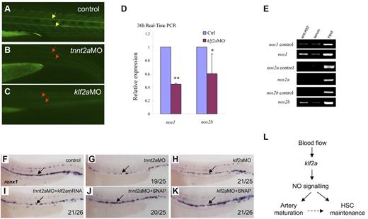 Figure 7. NO signaling is directly regulated by klf2a in the control of artery maturation and maintenance of HSC programming in zebrafish. (A-C) DAF-FM imaging showed reduced NO production in tnnt2a- and klf2aMO-injected embryos at 36 hpf. Yellow arrows mark normal NO production in the notochord area; red arrows mark reduced NO production. (D) Quantitative RT-PCR analysis of nos1 and nos2 expression in the dissected trunk region of control and klf2aMO embryos at 36 hpf (mean ± SD, t test, *P < .05, **P < .01, n = 3). (E) ChIP assay showing that Klf2a directly binds to nos1 and nos2b promoter region. (F-K) Rescue of runx1 expression in tnnt2a- and klf2aMO-injected embryos by klf2a mRNA or SNAP treatment. (F,G,I) Expression of runx1 in HSCs of tnnt2aMO-injected embryos (G) was partially rescued by coinjection of klf2a mRNA (I) at 36 hpf. (J-K) SNAP treatment at tailbud stage can rescue runx1 expression in tnnt2aMO (G,J) and klf2aMO (H,K) injected embryos. (L) Model of blood flow-induced klf2a-NO signaling in HSC maintenance.