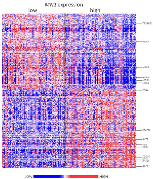 Figure 4. Heat map of the derived gene expression signature associated with MN1 expression in the group of CN-AML patients 60 years of age or older. The patients are ordered from left to right by increasing expression of MN1. Expression values of the probe sets are represented by color: blue represents expression less than the median value for the given probe set; and red, expression greater than the median value for the given probe set. Up- and down-regulated genes that are mentioned in the text are indicated along the side.