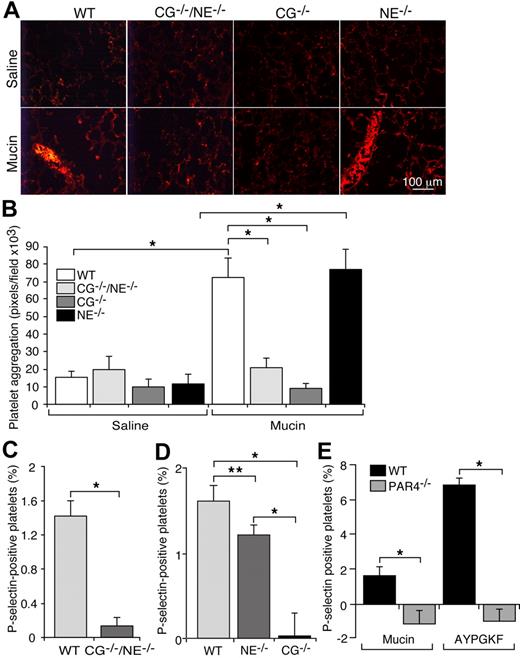 Figure 3. Mucins require the neutrophil proteinase, cathepsin G, to generate platelet-rich microthrombi in vivo, and require cathepsin G and PAR4 to activate platelets in whole blood. (A) Representative images of lung sections from mice of the indicated genotype prepared 5 minutes after intravenous injection of mucins or saline. The sections were labeled with antibody to the platelet marker, CD41. (B) Quantification of CD41-positive pixels in lung sections. The data represent the mean ± SEM, n = 7 for each group. *P < .001. (C,D) Hirudin-anticoagulated whole blood from mice of the indicated genotype was incubated with mucins. The percentage of P-selectin–positive platelets was measured by flow cytometry. P-selectin expression in control buffer-treated samples was subtracted as background. The data represent the mean ± SEM from 5 experiments. (E) Hirudin-anticoagulated whole blood from mice of the indicated genotype was incubated with mucins or the PAR4 receptor agonist AYPGKF peptide at the indicated concentration. The percentage of P-selectin–positive platelets was measured by flow cytometry. P-selectin expression in control buffer-treated samples was subtracted as background. The data represent the mean ± SEM from 5 experiments. *P < .01; **P < .05.