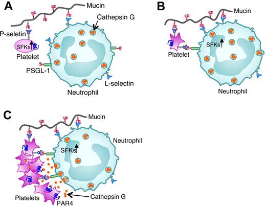 Figure 6. Model for mucin-induced platelet-neutrophil interactions in Trousseau syndrome. (A) Binding of mucins to L-selectin on neutrophils and to low levels of P-selectin on resting platelets first brings these cells into closer proximity. (B) Binding of mucins and neutrophil PSGL-1 to P-selectin then activates SFKs in platelets. (C) P-selectin binding to PSGL-1 and mucin binding to L-selectin next activate SFKs in neutrophils. SFK-dependent signals in platelets and neutrophils cooperate with signaling from platelet-derived agonists to trigger cathepsin G release into the protected space between adherent neutrophils and platelets. Binding of cathepsin G to PAR4 further activates platelets to mobilize more P-selectin and cause platelet aggregation.
