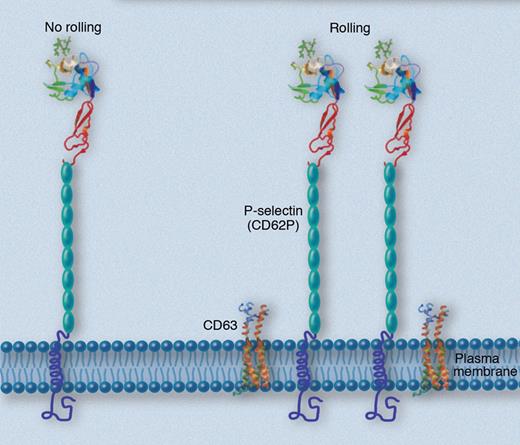 The tetraspanin CD63 (orange, green, and blue molecule) is needed to organize P-selectin into small clusters to enable rolling. P-selectin (CD62P) lectin and EGF domains shown as ribbon diagrams based on crystal structure pdb 1G1R. Consensus repeats shown as turquoise ellipses (no structure available), transmembrane and cytoplasmic domain shown as putative α helix and unordered domain. Professional illustration by Marie Dauenheimer.
