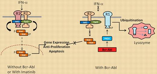 Interferon signaling in the absence (left) or presence (right) of Bcr-Abl kinase activity.