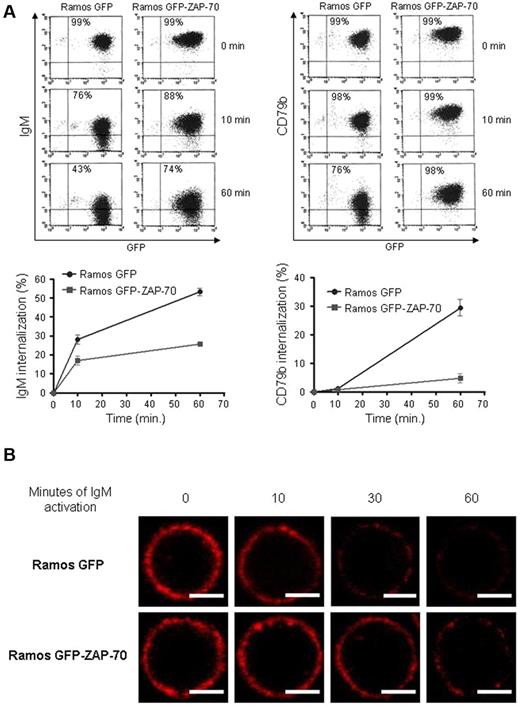 Figure 2. ZAP-70 activation delays IgM and CD79b internalization. (A) Stimulation of Ramos transfectants was performed with 5 μg/mL F(ab′)2 anti-IgM for 10 and 60 minutes at 37°C and stopped at 4°C. Density of IgM and CD79b on surface was analyzed by flow cytometry at the indicated time points with IgM-PE and CD79b-PE antibodies (top panel). The internalization kinetics of IgM differed from that of CD79b. The expression of ZAP-70 delayed the internalization of both IgM and CD79b (bottom panel). (B) Confocal microscopy (original magnification ×63). Ramos transfectants were stimulated with 5 μg/mL F(ab′)2 anti-IgM, and sequential images at 0, 10, 30, and 60 minutes after IgM-PE labeling were obtained. Density of surface IgM in Ramos GFP-ZAP-70 cells was higher than in Ramos GFP cells. Scale bar represents 5 μm.
