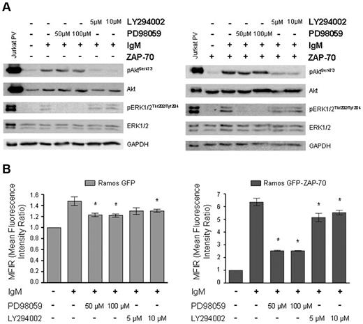 Figure 4. CCR7 up-regulation is dependent on ERK1/2 activation. (A) Ramos GFP (left panel) and Ramos GFP-ZAP-70 (right panel) cells were incubated for 1 hour in the presence of 50μM or 100μM PD98059 for ERK1/2 inhibition, and in the presence of 5μM or 10μM LY294002 for Akt inhibition before 5 minutes of stimulation with 5 μg/mL F(ab′)2 anti-IgM. Inhibition of phosphorylation of Akt and ERK1/2 was confirmed by immunoblotting. Jurkat cells treated with PV were used as positive control. (B) IgM stimulation was performed for 4 hours after 1 hour of preincubation with Akt and ERK1/2 inhibitors, and the levels of CCR7 were measured by flow cytometry. Inhibition of ERK1/2 phosphorylation with PD98059 significantly reduced the IgM-mediated induction of CCR7 expression, whereas inhibition of Akt had only a minor effect on CCR7 expression. *P < .05, versus the IgM activated cells. MFIR was calculated relative to unstimulated samples.