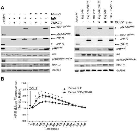Figure 5. CCR7 signaling is enhanced in B cells expressing activated ZAP-70. (A) Ramos transfectants prestimulated for 4 hours with 5 μg/mL F(ab′)2 anti-IgM were stimulated with 1 μg/mL CCL21 for 30 minutes (left panel). Only in IgM stimulated Ramos ZAP-70 transfectants, CCL21 stimulation increased the phosphorylation of ERK1/2. CCL21 increased Akt phosphorylation with or without the presence of IgM stimulation. Akt phosphorylation was the highest when ZAP-70 was activated. A slight increase in Akt phosphorylation was observed in ZAP-70–expressing cells before IgM stimulation. In Raji transfectants treated with 1 μg/mL CCL21 for 5 and 30 minutes (right panel), the same enhanced signaling was observed. (B) Ramos transfectants prestimulated with 5 μg/mL F(ab′)2 anti-IgM for 4 hours were stimulated with 250 ng/mL CCL21. MFIR was calculated relative to unstimulated samples. Significant increase in calcium mobilization was observed in BCR-stimulated ZAP-70–positive cells. *P < .05.
