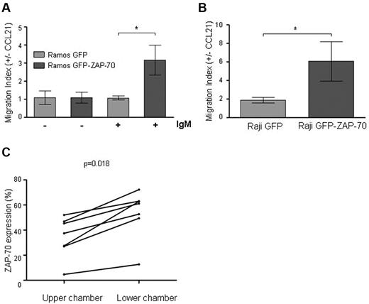 Figure 6. Migration toward CCL21 is enhanced after ZAP-70 activation. (A) Ramos transfectants either stimulated (6 hours, 5 μg/mL F(ab′)2 anti-IgM) or unstimulated, and (B) Raji transfectants were subjected to migration assay toward CCL21 (1 μg/mL) for 15 hours at 37°C in 5% CO2 atmosphere. The absolute number of transmigrated cells was determined by flow cytometry, acquiring cells under a defined flow rate. Results are expressed as migration index, calculated as the number of cells transmigrating with chemokine divided by the number of transmigrating cells toward media only. ZAP-70–activated cells showed a significantly higher migrative capacity. *P < .05. (C) Peripheral blood mononuclear cells from 7 patients with CLL were subjected to migration assay toward CCL21 (1 μg/mL) for 6 hours at 37°C in 5% CO2 atmosphere. The percentage of CD19+/CD5+ CLL cells expressing ZAP-70 was determined in the cellular fraction remaining in the upper chamber and in the cellular fraction of transmigrated cells for each patient sample by flow cytometry. CLL cells transmigrating toward CCL21 after 6 hours had a significantly higher percentage of ZAP-70–positive cells (P = .018).