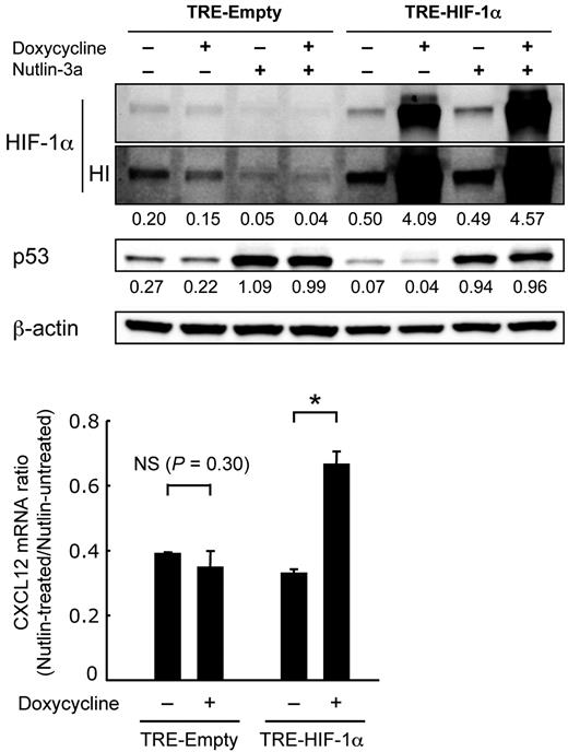Figure 7. Nutlin-3a reduces CXCL12 mRNA levels in MSCs partially through the HIF-1α pathway. MSCs were treated with 10μM Nutlin-3a for 24 hours in the presence or absence of 0.1 μg/mL doxycycline. Intensity of the immunoblot signals was quantified and the relative intensity compared with β-actin was calculated. The bar graphs show the ratio of the CXCL12 mRNA level in Nutlin-treated cells compared with that in Nutlin-untreated cells. Asterisk (*) indicates significance at P < .05. HI indicates high intensity image.