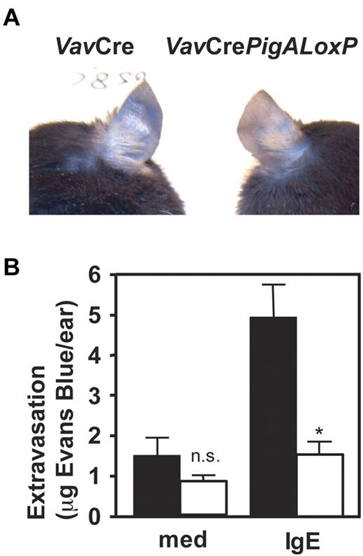 Figure 2. Resistance to IgE-mediated passive cutaneous anaphylaxis in mice with PigA-deficient mast cells. Mice were given injections with IgE anti-DNP in one ear and as control with medium in the other. On the next day, intravenous injections of DNP-BSA mixed with Evans Blue were given. Extravasation was visualized by blue staining of the ears (top panel). After extraction from the ears, extravasated Evans blue was quantified (bottom panel). Filled bars: VavCre littermate control mice; open bars: VavCrePigALoxP mice. Results represent mean ± SEM of 3 mice per group. Asterisk indicates significant difference (P < .01) with control mice; n.s. indicates not significant.
