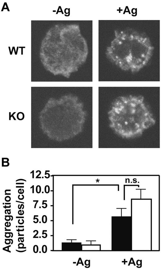 Figure 4. Normal IgE/antigen-induced FcϵRI aggregation in PigA-deficient BMMCs. BMMCs were sensitized with IgE anti-DNP, and either left in medium (-Ag) or challenged with DNP-BSA antigen (+Ag) for 3 minutes, fixed and stained with fluorescent anti–mouse IgG(H+L). (A) Confocal microscope images show the appearance of FcϵRI aggregates at the upper cell surface after antigen challenge (+Ag) in both control (WT; top panels) and PigA-deficient BMMCs (KO; bottom panels). (B) Quantification of the number of FcϵRI aggregates per cell by the Particle Analysis software. Shown are the mean numbers ± SEM particles per cell, as a measure for FcϵRI aggregation, of at least 15 cells per group. Filled bars: littermate control BMMC; open bars: PigA-deficient BMMCs. Asterisk indicates significant difference (P < .05) with control cells; n.s. indicates not significant.