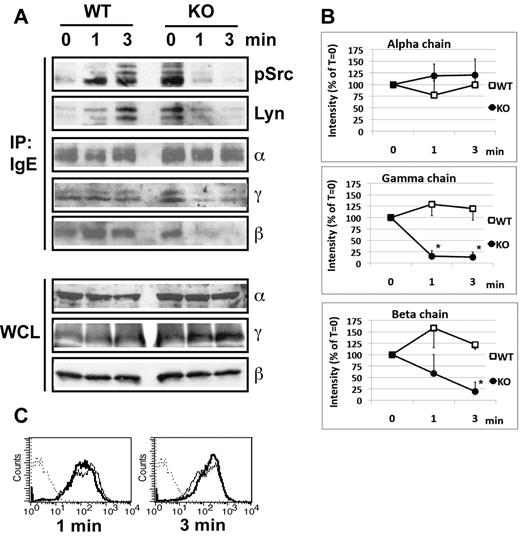 Figure 5. Reduced IgE/antigen induced FcϵRI-SFK assoctiation and FcϵRI interchain interactions in PigA-deficient BMMCs. (A) Littermate control (WT) or PigA-deficient (KO) BMMCs were sensitized with IgE anti-DNP for 3 hours at 37°C, and either mixed with DNP-BSA on ice (0 minutes), or further incubated with prewarmed DNP-BSA at 37°C for 1 or 3 minutes before transfer to lysis buffer on ice. Top panels: FcϵRI receptor complexes were immunoprecipitated from lysates by anti-IgE (IP: IgE), and immunoblotted with antibodies against FcϵRI α-chain (α), γ-chain (γ), or β-chain (β); or against Lyn (Lyn) or activated SFK (pSrc). In the pSrc blot, the two bottom bands presumably represent Lyn, the upper band Fyn, based on their molecular weight values (53/56 kDa and 59 kDa, respectively). Bottom panels: whole cell lysates (WCL) were immunoblotted with antibodies against FcϵRI α-chain (α), γ-chain (γ), or β-chain (β); data representative of at least two experiments are shown. (B) Quantitative scanning of multiple coimmunoprecipitation experiments specified in panel A, confirming significantly reduced coprecipitation of the γ-chain and β-chain with the receptor complex on stimulation. Shown are signal intensities of anti-IgE immunoprecipitates which were immunoblotted with antibodies against FcϵRI γ-chain (middle panel; n = 4) or β-chain (bottom panel; n = 3); or against α-chain as control (top panel; n = 3). Data are expressed as mean percentages of pixel intensities ± SEM, compared with nonstimulated cells (T = 0). Asterisks indicate significant differences (P < .05) compared with WT cells. (C) IgE binding to control (filled lines) or PigA-deficient (bold lines) BMMCs after IgE sensitization followed by 1 or 3 minutes antigen stimulation.