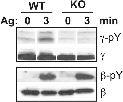 Figure 6. Reduced IgE/antigen-induced FcR γ-chain tyrosine phosphorylation in PigA-deficient BMMCs. After sensitization of BMMCs with IgE anti-DNP for 3 hours at 37°C, DNP-BSA (Ag) was added and the cells were challenged for 3 minutes at 37°C, or left on ice (0 minutes), and lysed. Top panel: immunoprecipitates prepared using anti–γ-chain antibodies were immunoblotted with anti-phosphotyrosine antibody 4G10 (γ-pY), or as loading control with anti–γ-chain (γ). Bottom panel: lysates were immunoprecipitated using anti-phosphotyrosine antibody 4G10 and immunoblotted with anti–β-chain antibodies (β-pY); loading controls are lysates immunoblotted with anti–β-chain antibodies (β). WT: littermate control BMMC; KO: PigA-deficient BMMCs; data representative of at least 2 experiments are shown.
