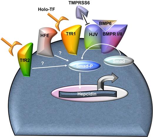 Figure 4. Homeostasis of hepcidin regulation. The schema of hepcidin regulation in hepatocytes as described in the text. The involved proteins enable nuanced regulation of hepcidin expression in light of hepcidin's central role in iron homeostasis. In β-thalassemia, one or multiple mechanisms involved in hepcidin stimulation are altered, resulting in hepcidin suppression relative to the degree expected from concurrent iron overload. The erythroid regulator probably has an effect through one or multiple mechanisms involved in hepcidin regulation. BMPR I/II indicates BMP receptors type I and II; Smad-P, phosphorylated Smad complex; HFE, hemochromatosis protein; and TMPRSS6, transmembrane serine protease matriptase-2.