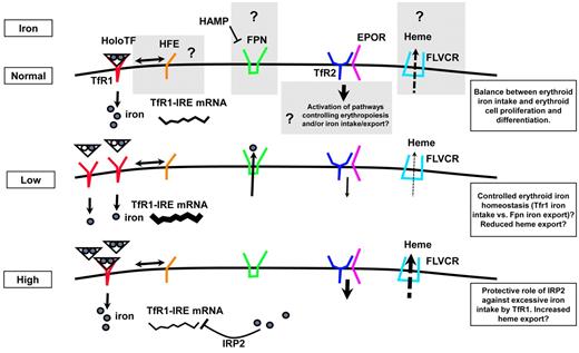 Figure 5. Model of regulation of erythroid iron intake, cell proliferation, and differentiation. Recent findings indicate that iron-related proteins, previously characterized in the liver, are expressed in erythroid precursors. Although their function is largely uncharacterized in these cells, here we speculate on their potential function. In normal conditions, HFE has the potential to influence TfR1-mediated iron intake, whereas TfR2, binding EPOR, may modulate erythropoiesis, iron metabolism, or both. Under conditions of low iron intake, TfR1 mRNA is stabilized by IRP2 and iron intake increases. Under conditions of high Tf saturation, erythroid iron intake is probably modulated by loss of IRP2 activity, limiting TfR1 synthesis. FPN may export iron to avoid iron toxicity or to further control cellular iron content in normal or other uncharacterized altered physiologic conditions. Furthermore, excess of intracellular heme, potentially toxic, may be prevented by the heme exporter FLVCR (feline leukemia virus C receptor), both under conditions of normal and abnormal erythroid iron intake.