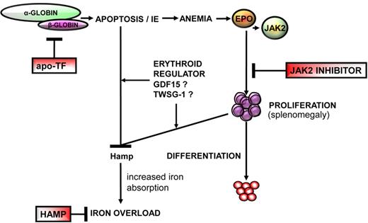Figure 6. Overview of the pathophysiology of β-thalassemia. This disease is a consequence of insufficient β-globin synthesis, leading to excess heme and α-globin, apoptosis, and anemia. Anemia results from a block of erythroid differentiation, although erythroid proliferation is increased, resulting in IE, hepcidin suppression, and iron overload. The novel therapies discussed in this review, apo-transferrin (apo-Tf), JAK2 inhibitors, and hepcidin agonists (HAMP), have the potential to affect different steps in the pathophysiology of this disease. Furthermore, studies in β-thalassemia might provide information to further understand the physiology of normal erythropoiesis.