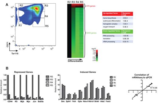 Figure 1. mRNA regulation during erythroid differentiation. (A) FACS plot depicting progressive stages of in vivo fetal liver erythroid differentiation used for RNA-seq; stages R1 through R5 reflect progressively further differentiated erythroid precursors, as they gain TER119 and then gain and lose CD71. The RNA-seq expression patterns of highly induced and repressed genes (rows) at differentiation stages R2 to R5 (columns) are displayed as a heat map. Expression of R3, R4, and R5 is shown as a ratio compared with R2; red represents an increase in expression; and green, a decrease in expression for each gene. The GO for highly induced and repressed genes is shown for terms with false discovery rate < 0.05. The RNA-seq data for each developmental stage were pooled from at least 2 independent experiments. (B) Expression levels of the indicated transcripts were determined by RNA-seq analysis of R2 to R5 cells isolated from D14.5 fetal liver cells. Results are expressed as ratios relative to the normalized read number in the R2 stage. Correlation against quantitative PCR for each transcript was also performed, and the coefficient of determination is shown on the right.